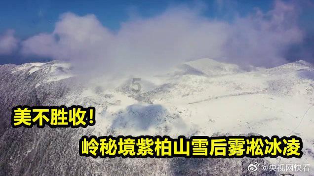 疯狂的小猫